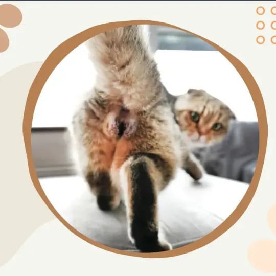 🔥LAST DAY 48% OFF - CAT BALLS CALENDAR 2025