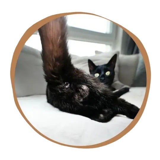 🔥LAST DAY 48% OFF - CAT BALLS CALENDAR 2025