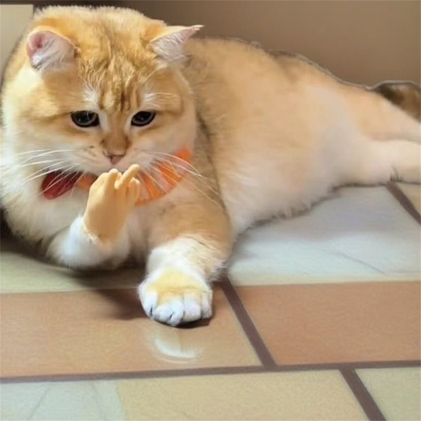 Cat Hands! Cat Costume Hands, Tiny Cat Hands, Fake Cat Paw Gloves, Arms, Pet Cosplay Accessories, Cute Cat Dress Up, Unique Pet Gift
