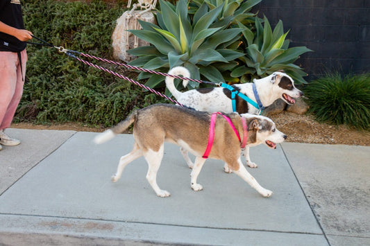 🔥Last Day: 50% OFF!🔥🐕Double Bungee Leash - 1st step training tool